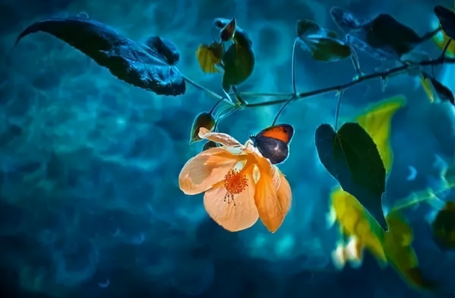 她用12年拍出世上最美野花，堪比魔幻大片，美到令人窒息！