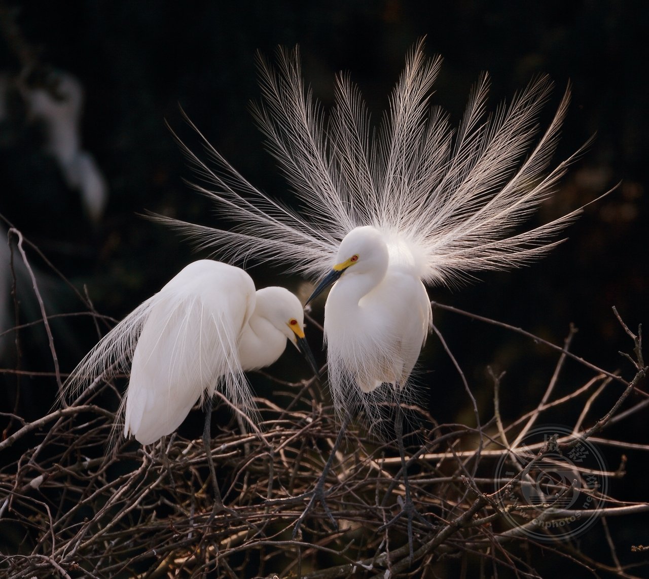 中国摄影网签约摄影师龙东文《鹭鸟的生活》 第 3 张