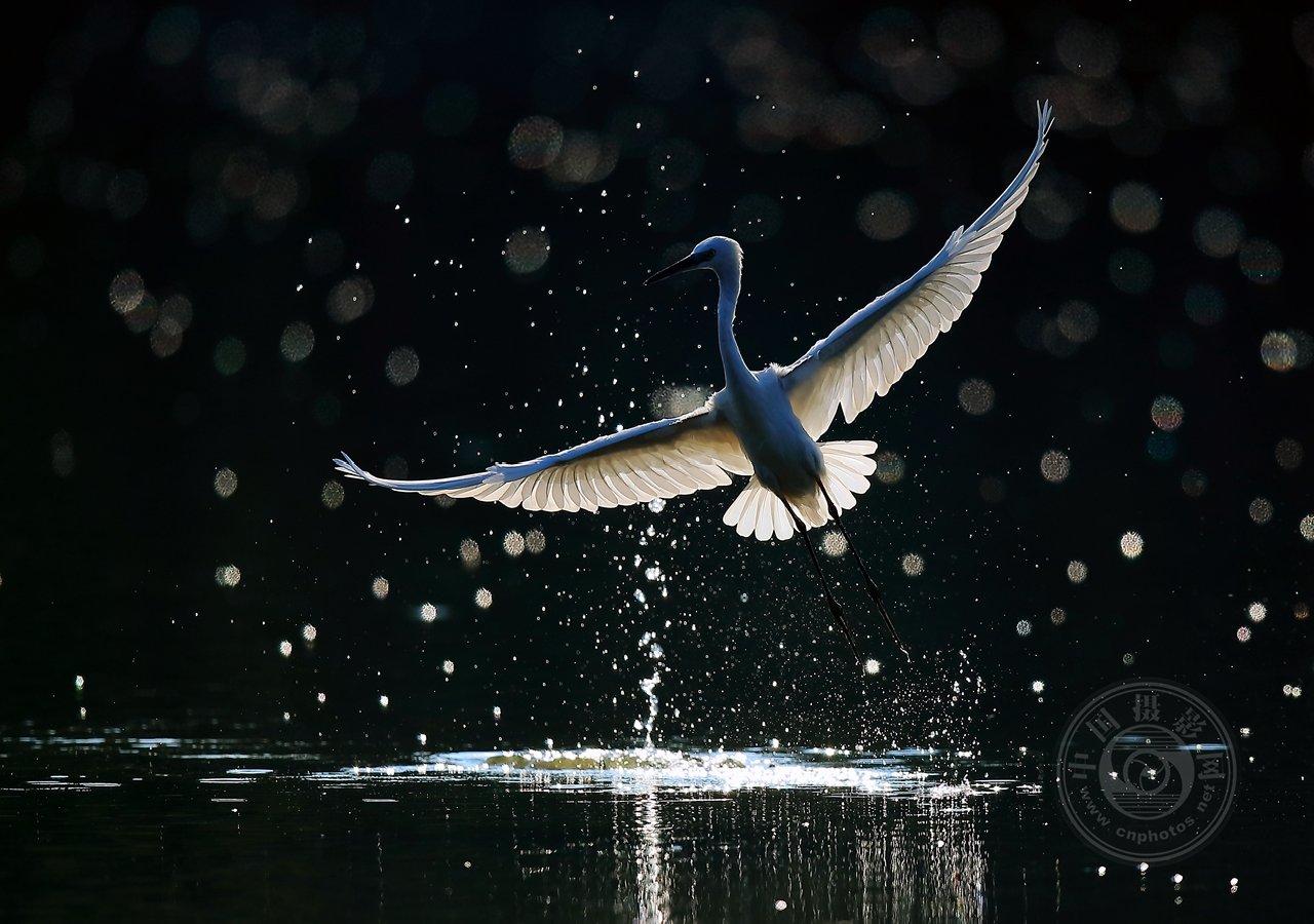 中国摄影网签约摄影师龙东文《鹭鸟的生活》
