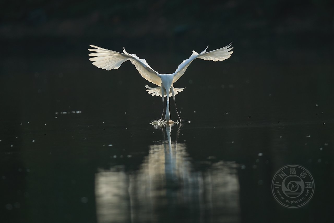 中国摄影网签约摄影师龙东文《鹭鸟的生活》 第 27 张