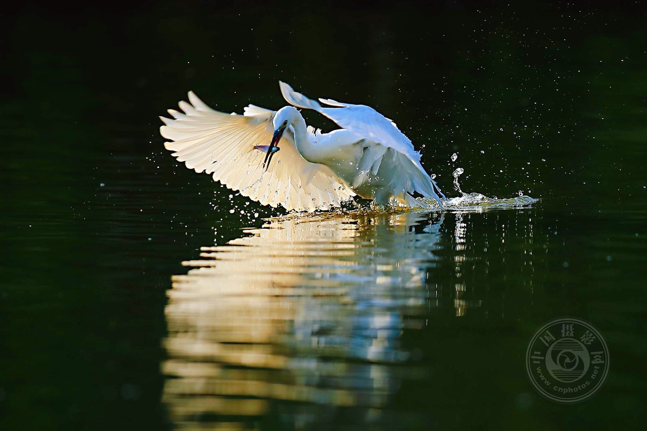 中国摄影网签约摄影师龙东文《鹭鸟的生活》 第 33 张