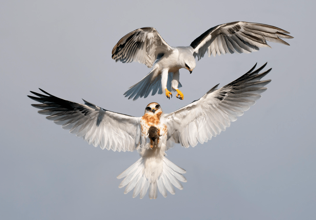 2022年奧杜邦鳥類攝影大賽獲獎名單公布