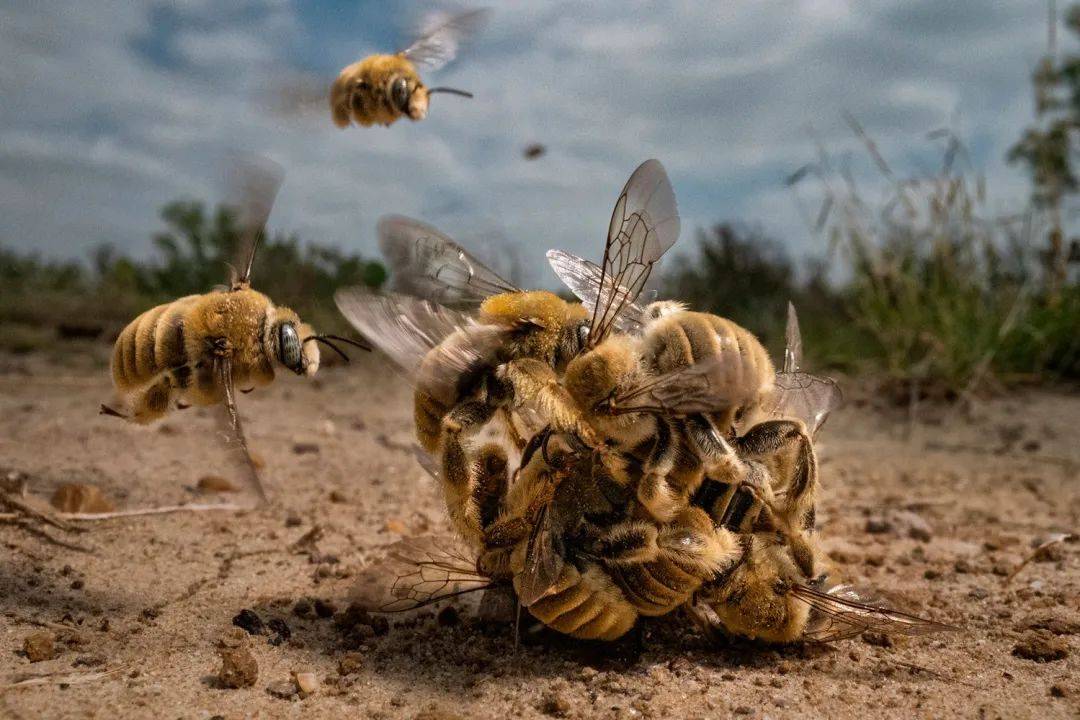 2022年Big Picture世界自然攝影大賽出爐，蜜蜂球獲年度大獎